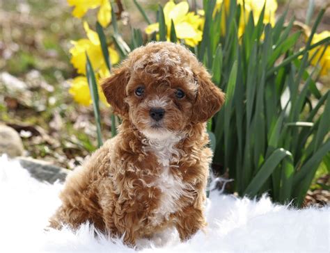 Miniature poodles for sale under $500. Things To Know About Miniature poodles for sale under $500. 
